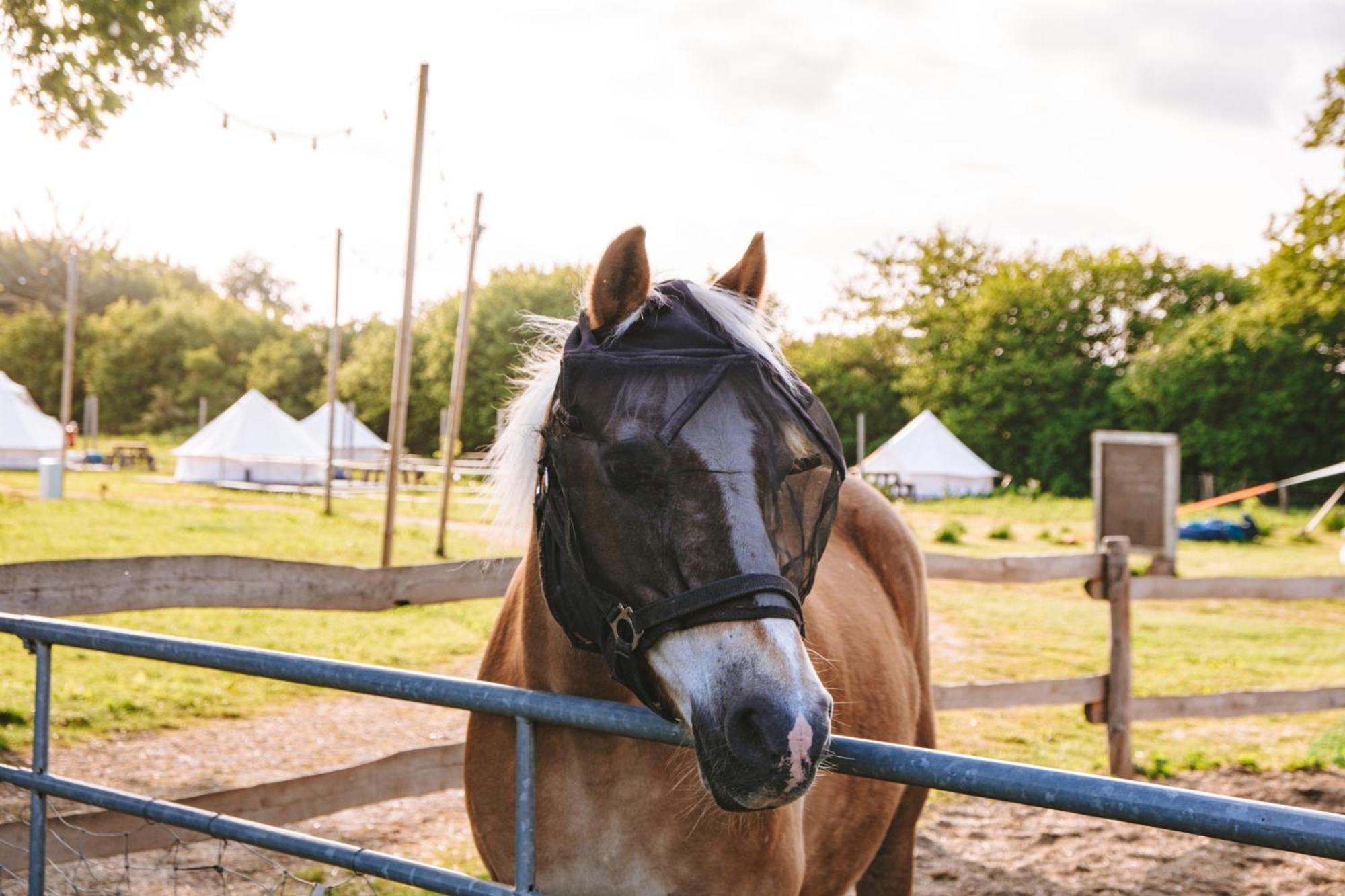 فندق Domo Camp - Nature Glamping Hof Viehbrook Rendswuhren المظهر الخارجي الصورة